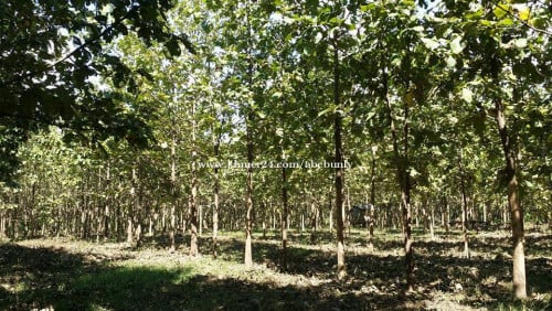 ដើមម៉ៃសាក់ លក់បន្ទាន់ plants tree