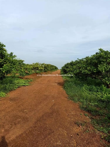 ដីលក់ ចំការស្វាយចន្ទីអាយុ៨ឆ្នាំសម្រាប់លក់នៅអន្លង់វែង