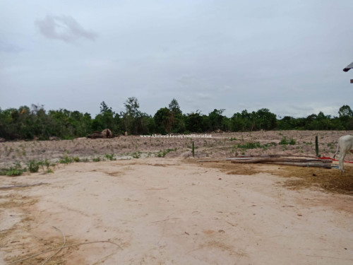 ដីចំការ