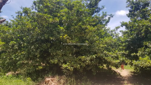 ចំការល្មត់ លាយស្វាយលក់