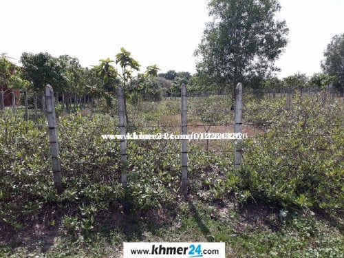 ដីលក់នៅសៀមរាប