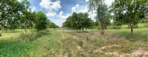 ដីចំការស្វាយ សម្រាប់ជួលម៉ៅការ