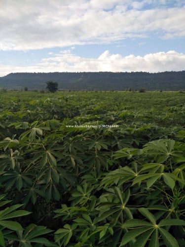 ដីចំការលក់បន្ទាន់ស្រុកបន្ទាយស្រីខេត្តសៀមរាប