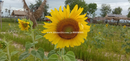 លក់គ្រាប់ពូជ ផ្កាឈូករ័ត្ន