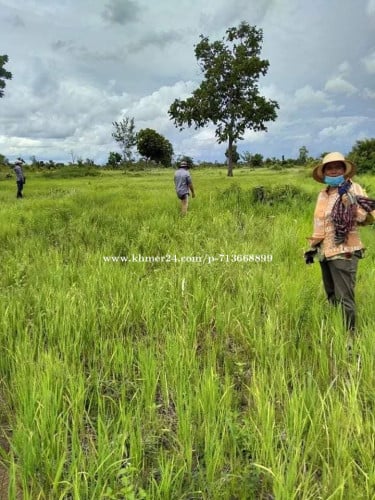 ដីលក់ជាប្រភេទដីចំការអាចវិនិយោគបានទៅលេីកសិកម្មជាច្រេីនប្រភេទព្រោះជាដីល្អ