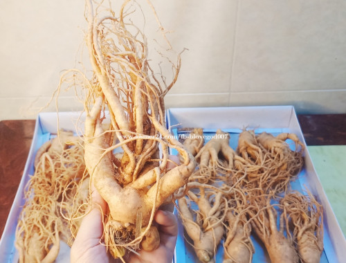យិនស៊ិនស្រស់៦ឆ្នាំរបស់កូរ៉េ