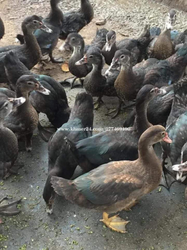 មានលក់ទាកាប៉ា