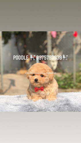 I want poodle size teacup