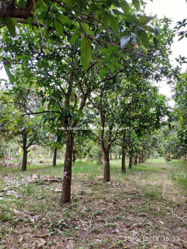 ដីសំរាប់លក់