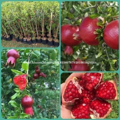 ដើមទន្ទឹមក្រហម
