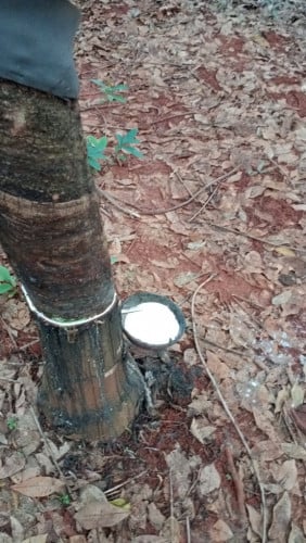 ដីជាប់ស្ទឹង (លក់ចំការកៅស៊ូ)