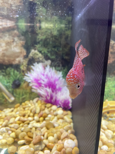 GB KAMFA RED