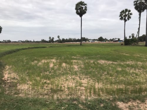 ដីលក់អង្គស្នូល