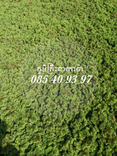 ចចកអាហ្សូឡា