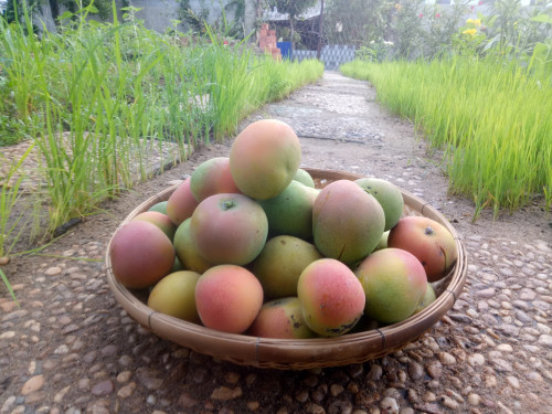 ស្វាយប៉ោម