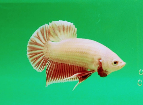 mutation betta for sale