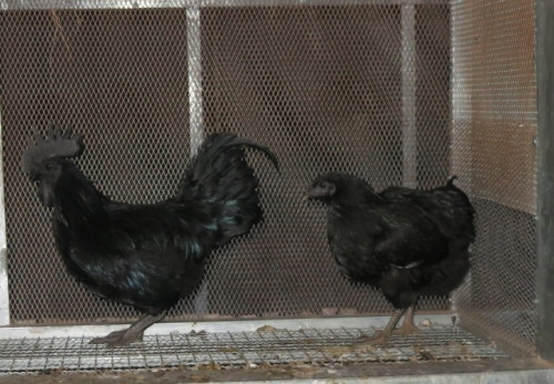 Ayam Cemani មាន់និងពងសម្រាប់លក់ ៥- ៨៥ ដុល្លារ