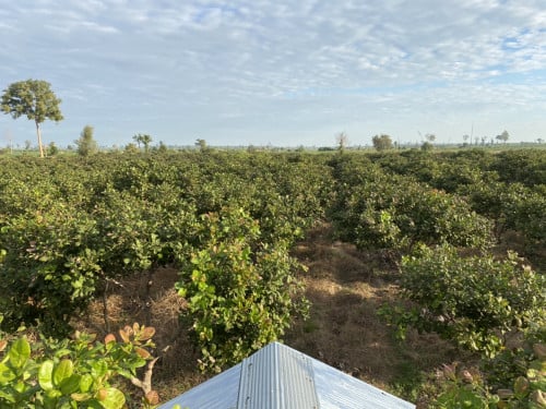 ចំការស្វាយចន្ទីលក៎