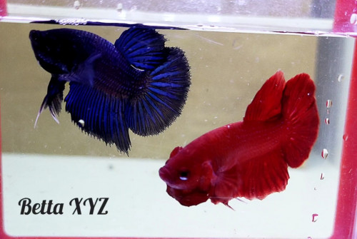 Mutation Betta