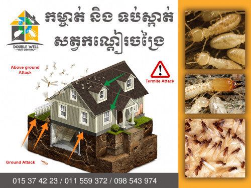 សេវាកម្មកំចាត់ និង ទប់ស្កាត់ សត្វកណ្តៀរ Termite Control Service
