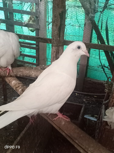 ព្រាបសរ