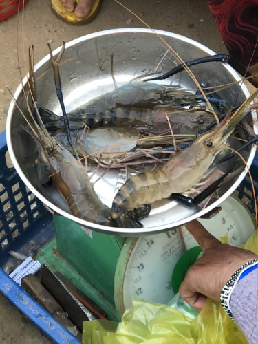 បង្កងទឹកសាប