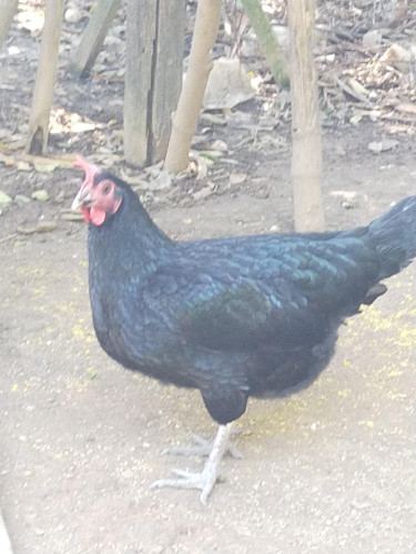 លក់មេមាន់