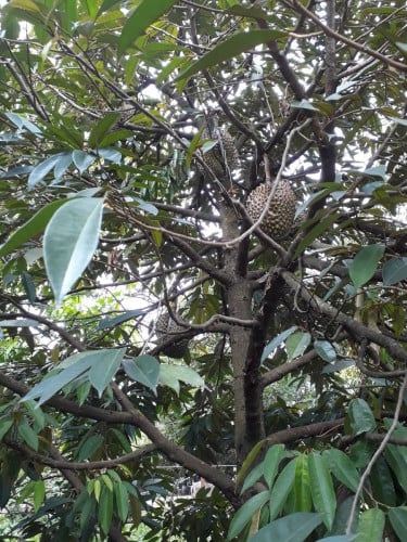 លក់ដីចំការ(ដីក្រហម នឹងគ្រួសក្រហម)