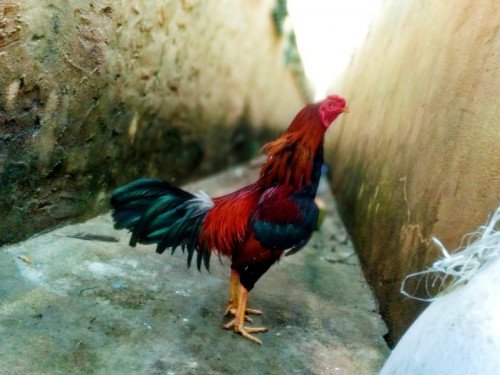 គុយបាយួនគីឡូ23 /24គេយកហើយ
