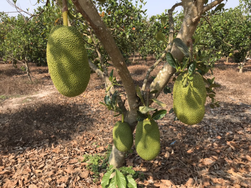 ខ្នុរការុត បន្ទាយស្រី