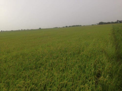 ដីលក់បន្ទាន់