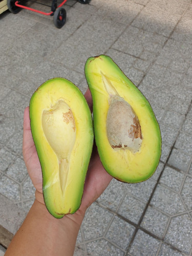 ផែ្លប័រមណ្ឌលគិរី
