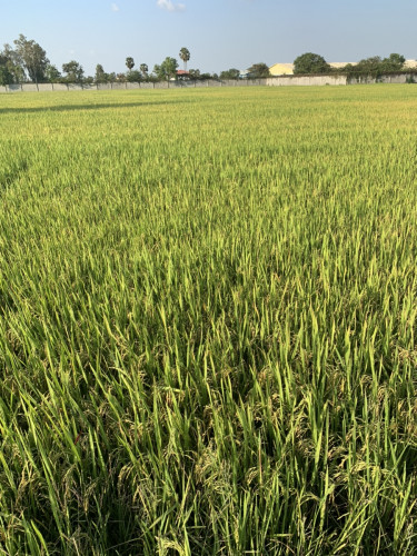 ដីសម្រាប់លក់1ហិតា1ការ៉េ70$