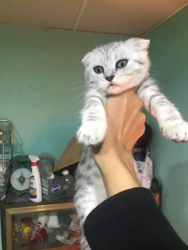I want sale cat