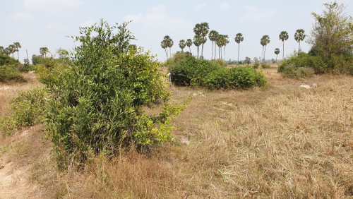 ប្រភេទដីស្រែ