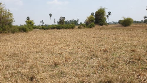 ប្រភេទដីស្រែ