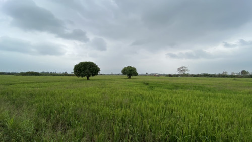 ដសមរបលក សអង ទកវល