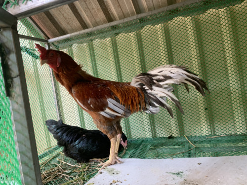 មាន់ជំផនលក់ $200 គីឡូ31