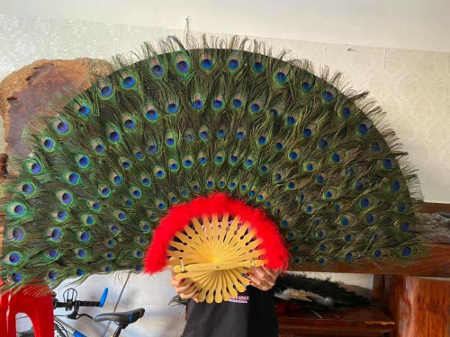ផ្លិតក្ងោក