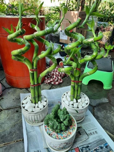 ដេីមរាសីគួចលុយ