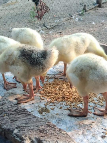 ក្ងានស្រែ