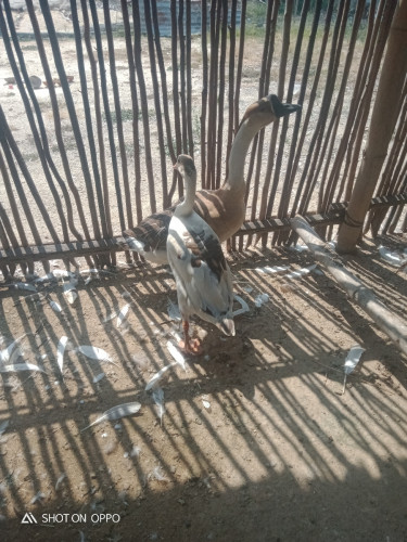 មួយកូរ