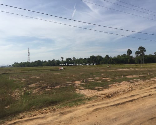 ដីឡូលក់