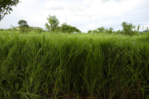 ស្មៅចំំណីសត្វ រ៉ូស្ស៊ី Brachiaria Ruzi