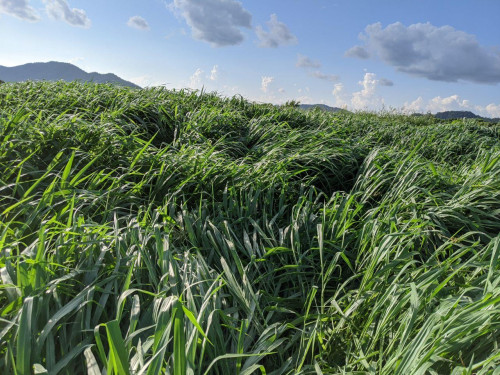 ស្មៅចំណីសត្វ ម៉ូឡាតូII Brachiaria Mulato