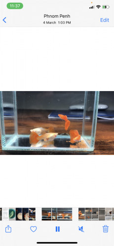 Full Red guppy