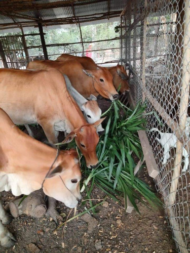 មានលក់ស្មៅ និងពូជស្មៅ