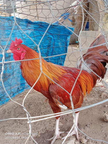 លក់មាន់យួន