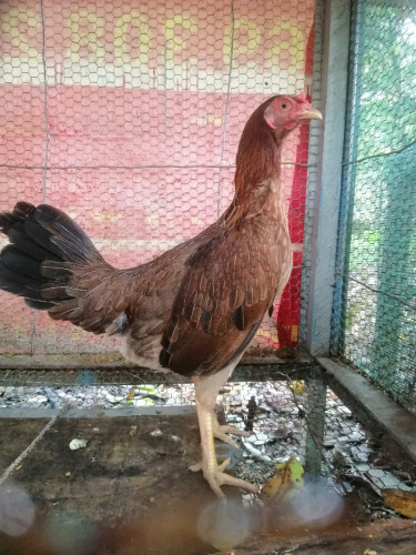 មេអេសុីលអាមេរិចកាំងគីឡូ16