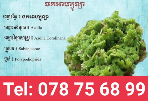 ខ្ញុំមានលក់ពូជអាសូឡា ឥណ្ឌា ល្អលេខមួយ